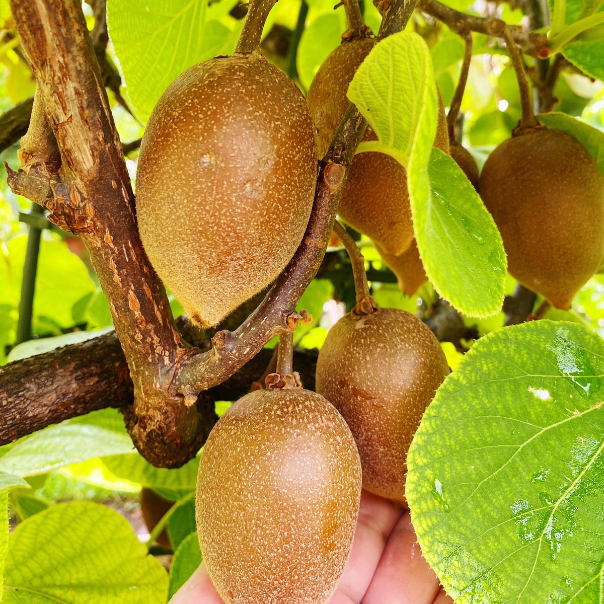 しょこまま 庭の鉢植えキウイ 色がだんだん茶色に あと1ヶ月半後に収穫予定 東京ゴールド という品種です 美味しくなあれ 実りの秋 東京ゴールド 鉢植えキウイ