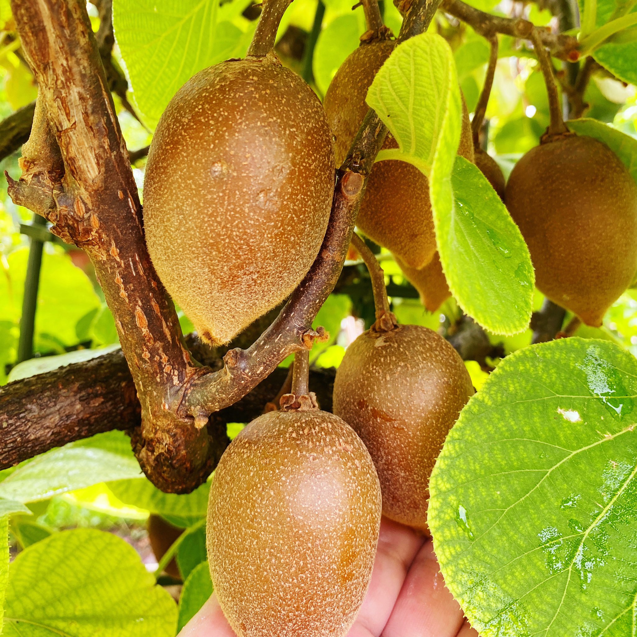 しょこまま 庭の鉢植えキウイ 色がだんだん茶色に あと1ヶ月半後に収穫予定 東京ゴールド という品種です 美味しくなあれ 実りの秋 東京ゴールド 鉢植えキウイ T Co Bjhweegxwp Twitter