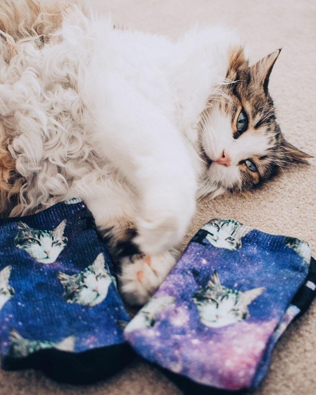 petpartyco's tweet photo. Found my doppelganger 😺
-
📷 its_mr.kitty on insta https://t.co/UmnC3xESvc