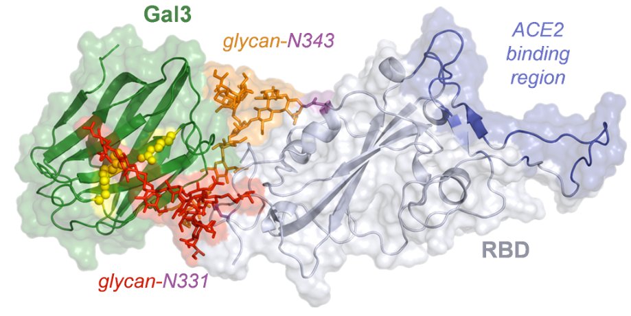 <a href="/GlycoNmr_Bilbao/">GlycoNMR@Bilbao</a> <a href="/CICbioGUNE/">CIC bioGUNE</a> <a href="/MilletLab/">MilletLab</a> ...and this is what the SARS-CoV-2 RBD bound to galectin-3 through a 3’SLacNAc epitope at glycosylation site N331 looks like under the lens of a NMR-powered computational microscope (MD) looks like. Thanks everyone for this very rewarding, instructive and powerful collaboration!