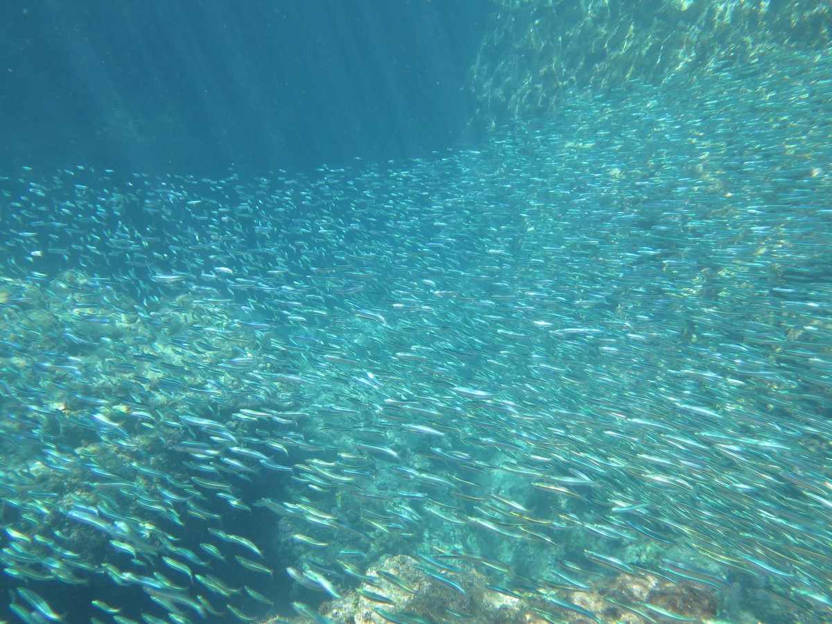 東京シュノーケリング Tokyosnorkeling Twitter