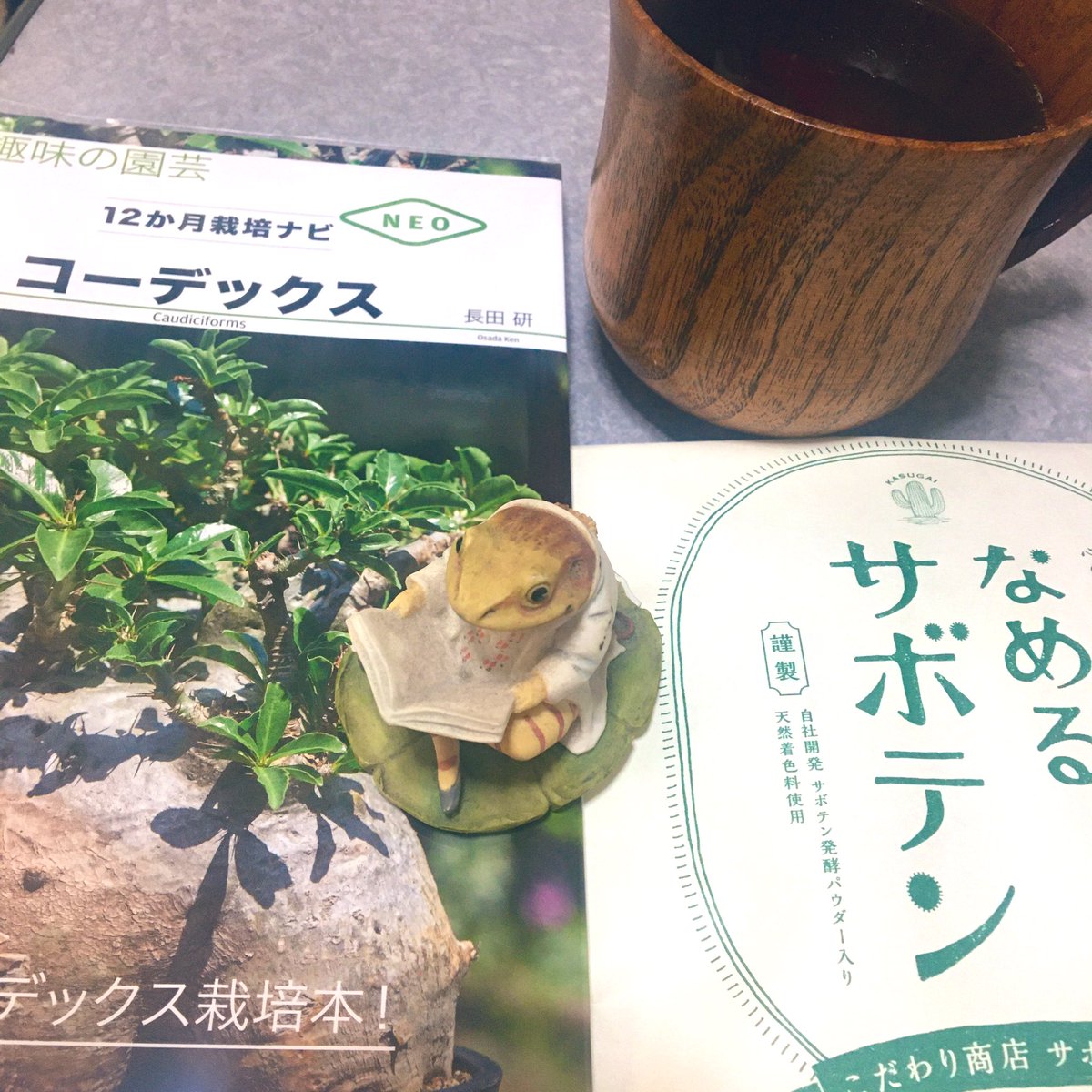 今日は緑の本棚さんから届いた趣味の園芸さんから出てる多肉植物コーデックスの本といただいたなめるサボテンのあめをコロコロしてる?
栽培本て本当いろいろあるけど、自分家の環境や地域性によって変わったりするので(温室作る場合はまた別)
出会って試すのが一番(沼)私も数多の屍を超えてきたよ 