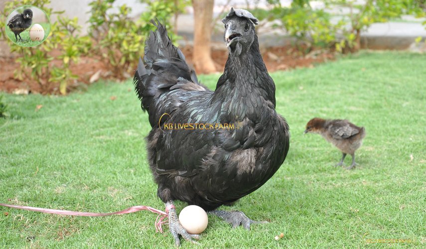 How do you increase egg production in chickens:-
4. Calcium. 
5. Inspect Regularly. 
6. Coop Security. 
7. Fresh Water. 
8. Parasite Control. 
#kadaknath #desi_chicken #poultry_Farm #kb_livestock_farm #Healthy_Chickens #chickens_immune_system #chicken #clean #chicken_feed
