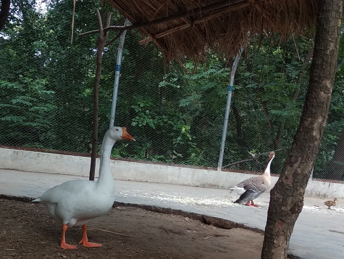 Kaur_Inaayat's tweet photo. #MyClick https://t.co/Sz6crRk619