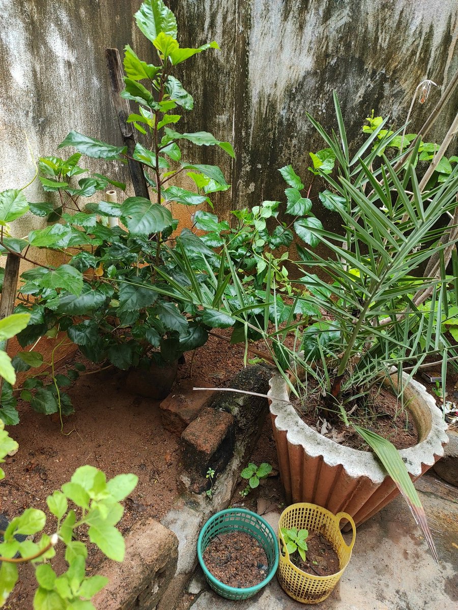 Ssr_rajputs's tweet photo. Planting trees🌲🌳🌴 was the dream of sushanth singh rajput.
#Plants4SSR #PlantsForSSR
@anky1912 @shwetasinghkirt @republic . https://t.co/ckoo1NOHDw