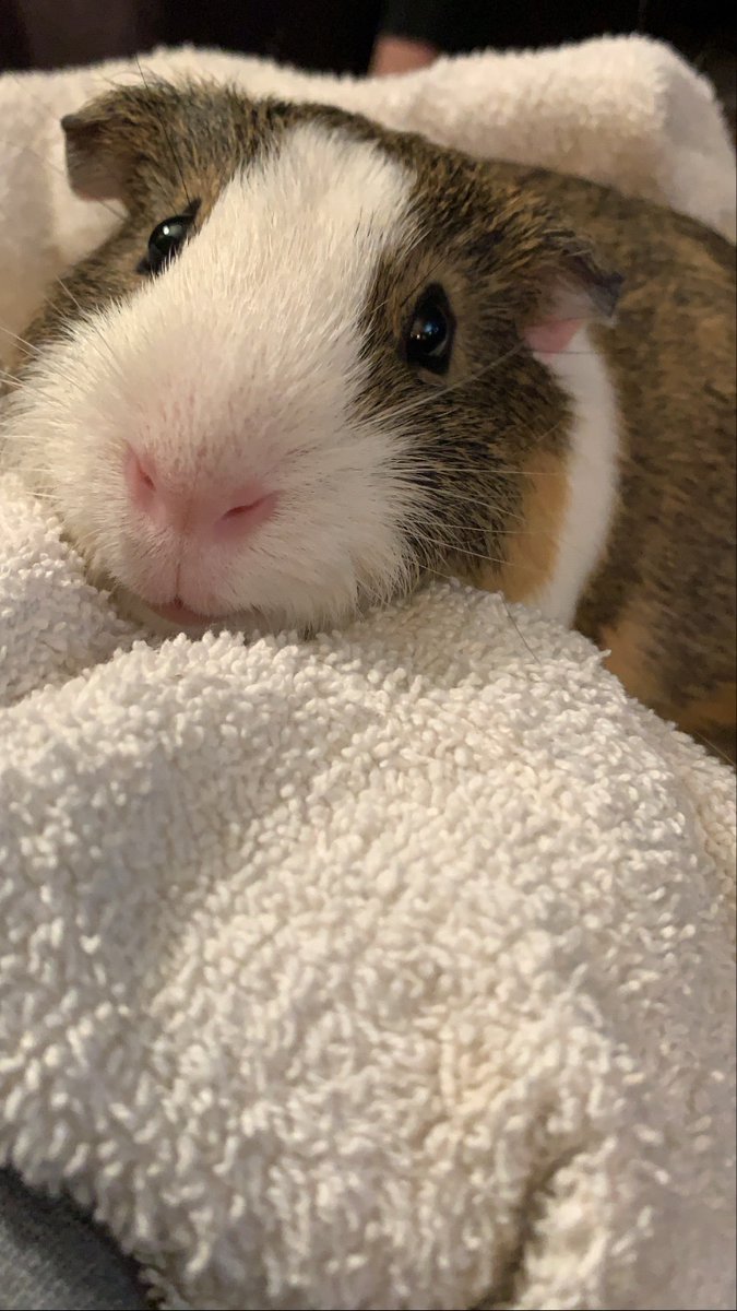 xephersrings's tweet photo. do i go upstairs and get Gus or do i let him vibe upstairs? 🥺 https://t.co/FeNXCRxB90
