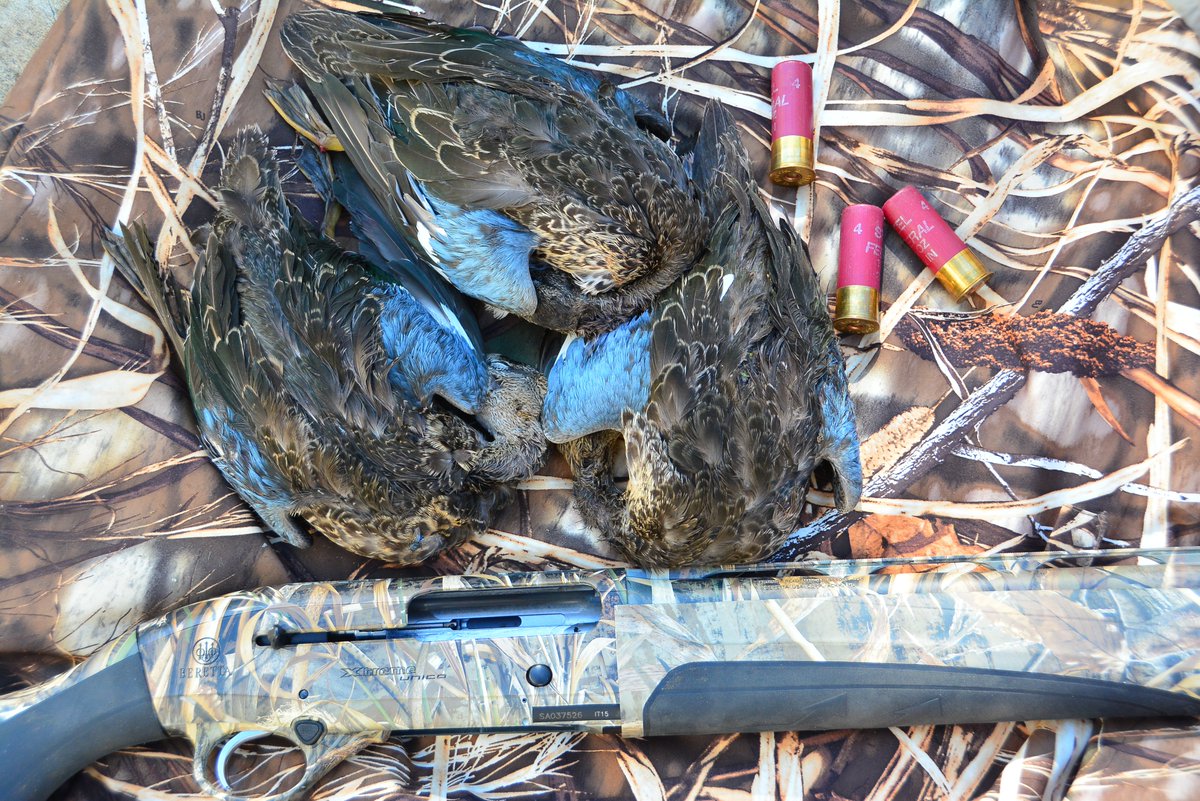 OutdoorBailey's tweet photo. Get 'em while they're hot! Blue-winged teal are one of the first of our ducks to head south, so it pays to target these delicious little guys early. #duckhunting @BerettaCanada @FederalPremium https://t.co/AdNNXAfFTN