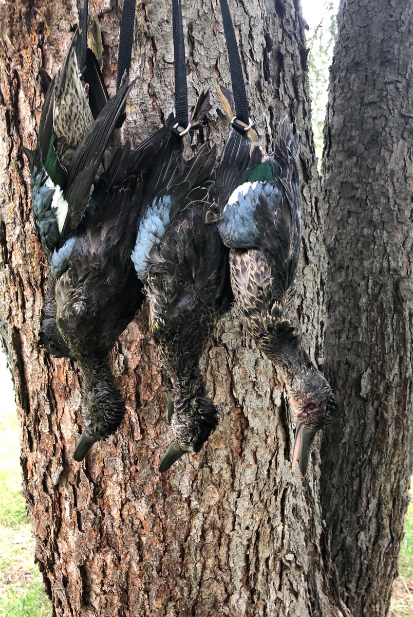 OutdoorBailey's tweet photo. Get 'em while they're hot! Blue-winged teal are one of the first of our ducks to head south, so it pays to target these delicious little guys early. #duckhunting @BerettaCanada @FederalPremium https://t.co/AdNNXAfFTN