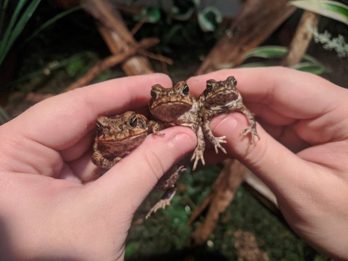 Look at my cute little toads 💚💚💚💚 https://t.co/7aSXnLVBra<a href="/tag/manyvids"class="tags"><span>#manyvids</span></a>