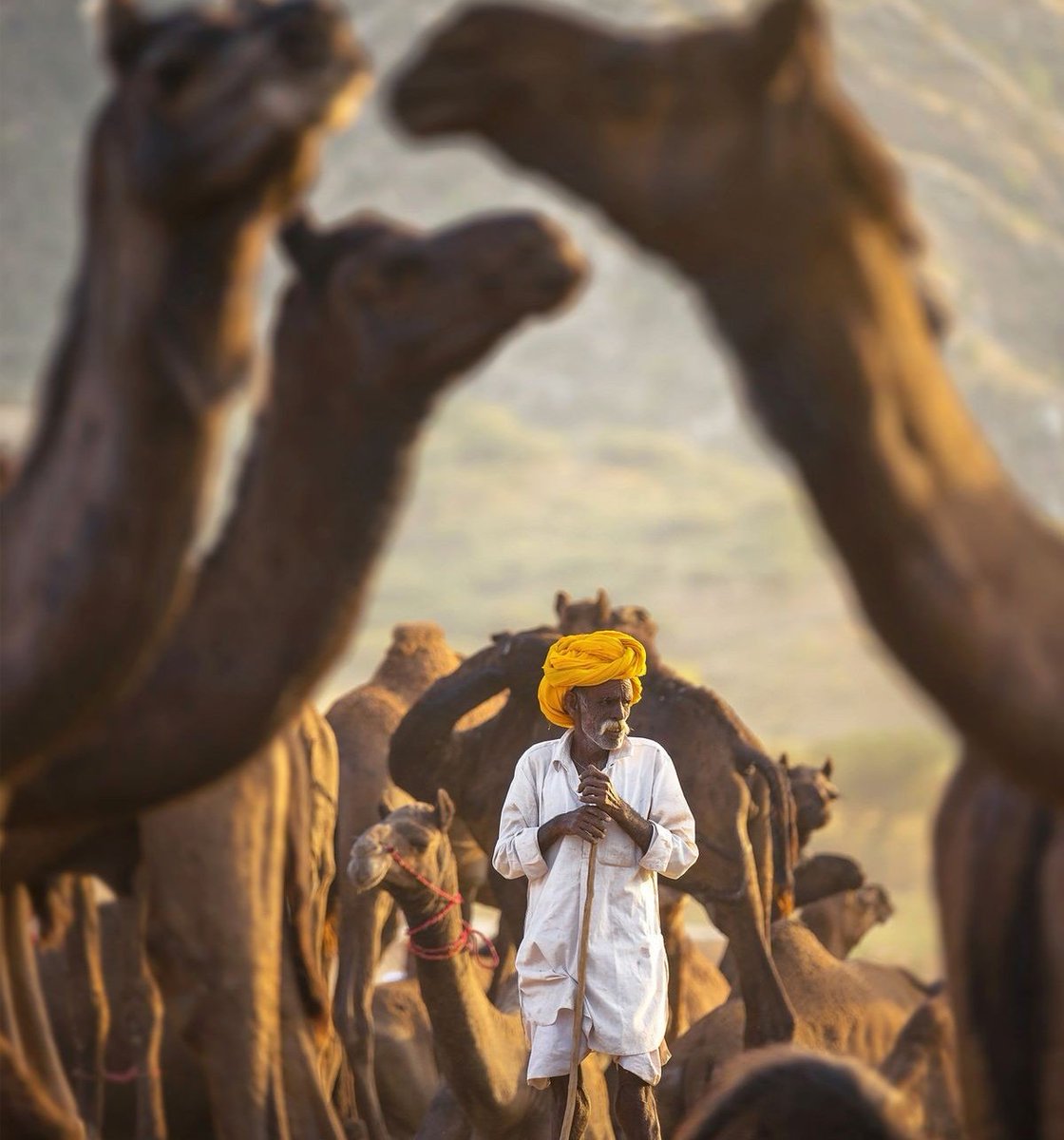 Shabdalekhani's tweet photo. प्रत्येकावर प्रेमभावना ठेऊन माणुसकी जगली तर जनावरांच्या कळपातही माणूस उठून दिसतो..

#शब्दलेखनी 
#म #मराठी https://t.co/NIRRDWwJBJ