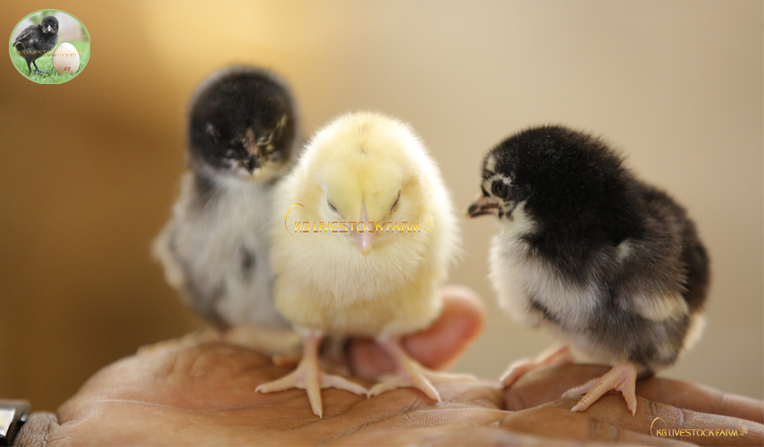 Do baby chicks need antibiotics:-
So in other words: giving antibiotics to healthy one day old chicks, doesn't benefit them, it is bad for their development. #kadaknath #desi_chicken #poultry_Farm #kb_livestock_farm #Healthy_Chickens #chickens_immune_system  #chicken_feed