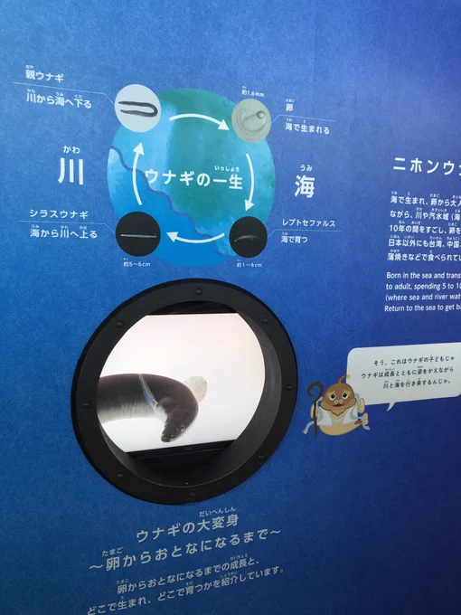 葛西さん、ウナギの解説展示もやってるのね。ウナぴょんも誘ってくれて良かったのよ。 