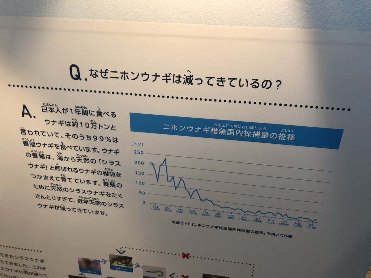 葛西さん、ウナギの解説展示もやってるのね。ウナぴょんも誘ってくれて良かったのよ。 