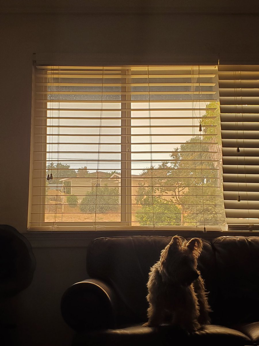 bearofjune's tweet photo. portrait of a dog in a world on fire https://t.co/vqZQy927TX