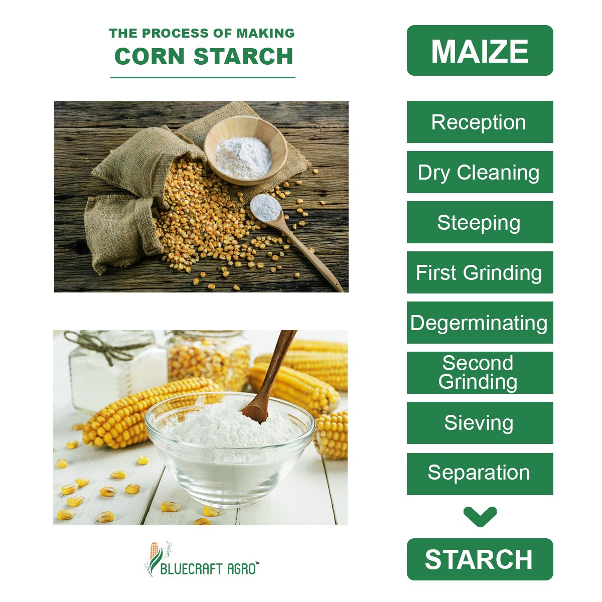 Bluecraft_Agro's tweet photo. Maize is steeped in aqueous sulfur dioxide to soften the kernel. The remaining constituents are further processed through grinding and sieving to separate starch slurry and fibre.

#corn #maize #makeinindia #manufacturing #indianeconomy #vocalforlocal #BAPL #Cornstarch https://t.co/BnNCDwK3NS
