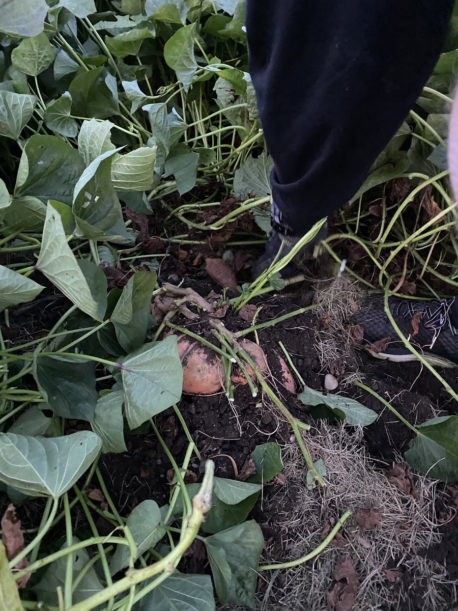 Even though the picture isn’t great, the beginning of our sweet potato harvest really was!! 

This is the first time we’ve grown this crop and are still learning! #aurorahuskies or #AgTwitter or #GardenersWorld . . . Do you have any tips or tricks for us?