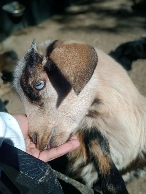 OakvaleWildlife's tweet photo. Thank you for sharing some of your images from your recent visit @lisacoolalie98 :)
#farmlife #handson #babyanimals #pigglets #goat #donkey #handsonexperiences #animals https://t.co/hbTLilOWiU