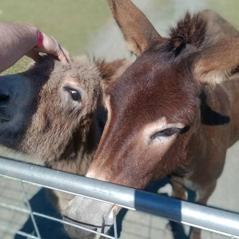OakvaleWildlife's tweet photo. Thank you for sharing some of your images from your recent visit @lisacoolalie98 :)
#farmlife #handson #babyanimals #pigglets #goat #donkey #handsonexperiences #animals https://t.co/hbTLilOWiU