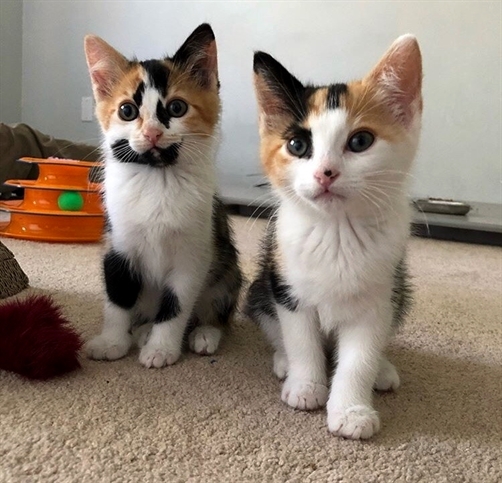 facekittens's tweet photo. https://t.co/jZzlsJdT0r