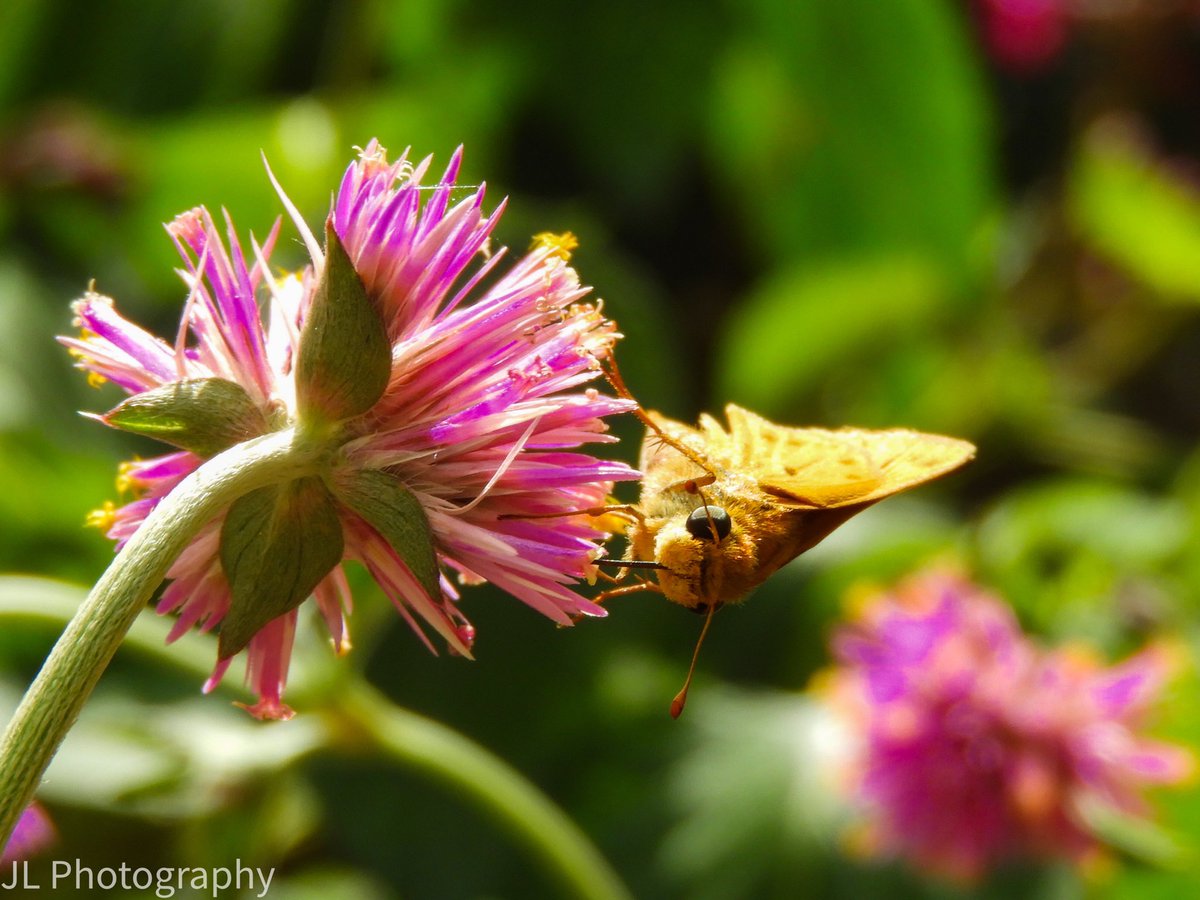 PaleontologyFacts tweet media