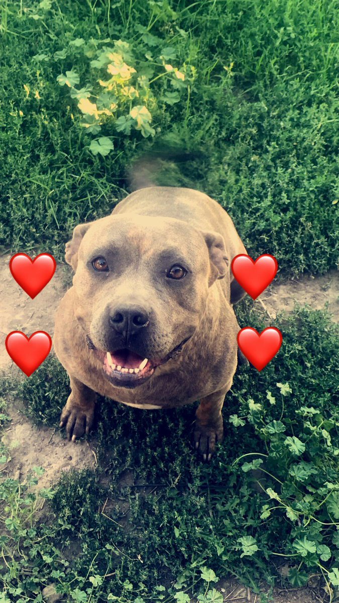 bbys0nfire's tweet photo. If anyone sees my dog in magna around 3500 and 7200 let me know please! https://t.co/qtAaFuNQd0