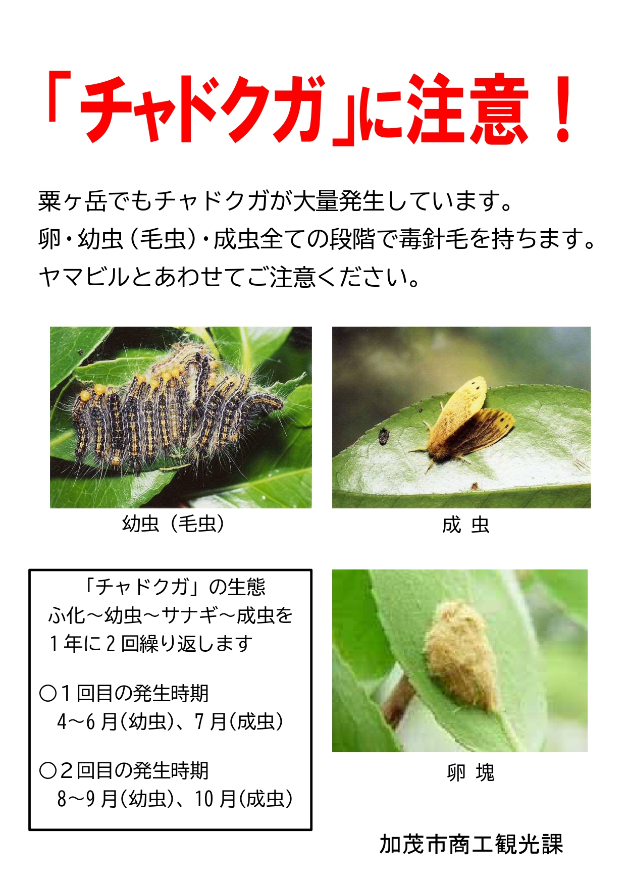 توییتر 加茂市役所 広報 در توییتر 商工観光課から 粟ヶ岳でも チャドクガ が大量発生しています 秋の登山シーズンに向けてご注意ください 幼虫 毛虫 成虫 卵塊すべての段階で毒針毛を持ち 注意が必要です T Co Swkxa8fcwk