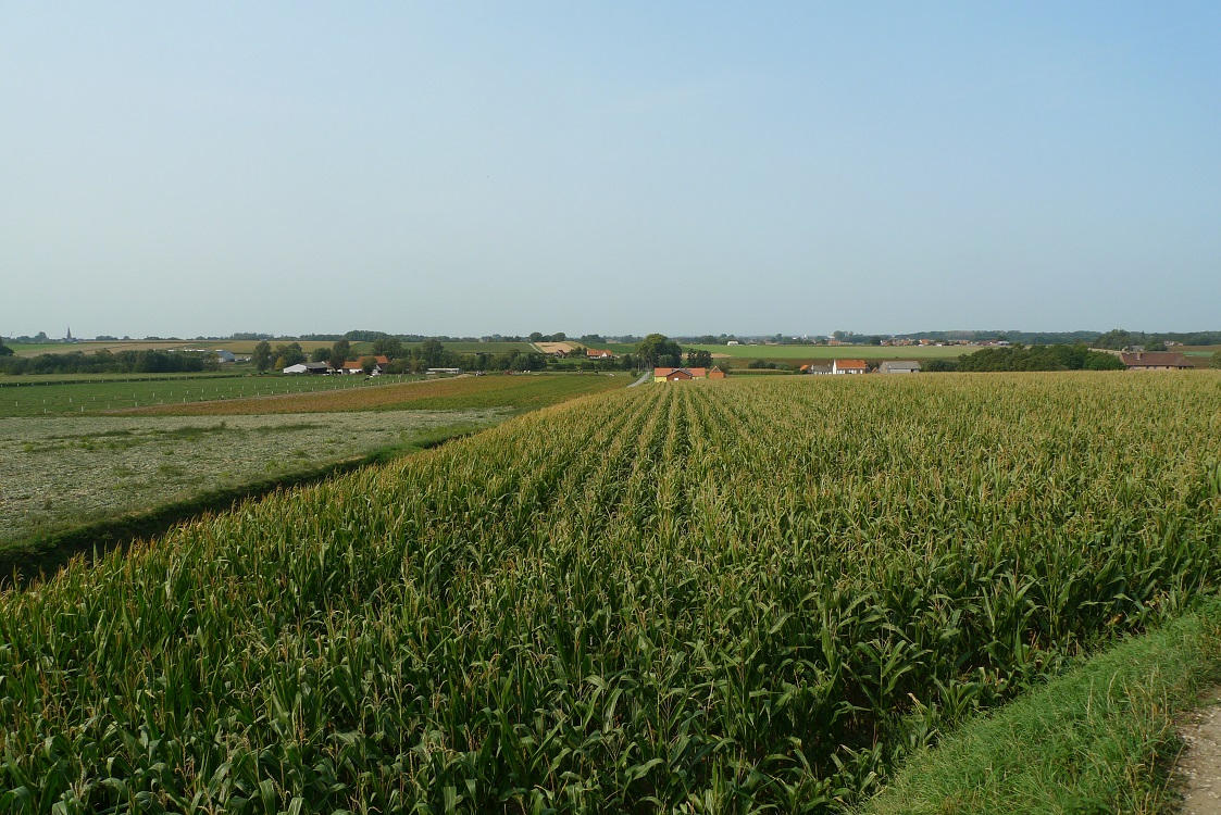 RolandDerveaux's tweet photo. 11 september - Rondje gefietst op (één van) mijn lievelingsparcours (Zingem-Oudenaarde-Nazareth-Kruisem) - Deel 2: #Huise, #Nazareth, #Kruisem, #Wannegem, Huise. Meer beelden op https://t.co/1mBemigAwN https://t.co/jjdIzb5MN0