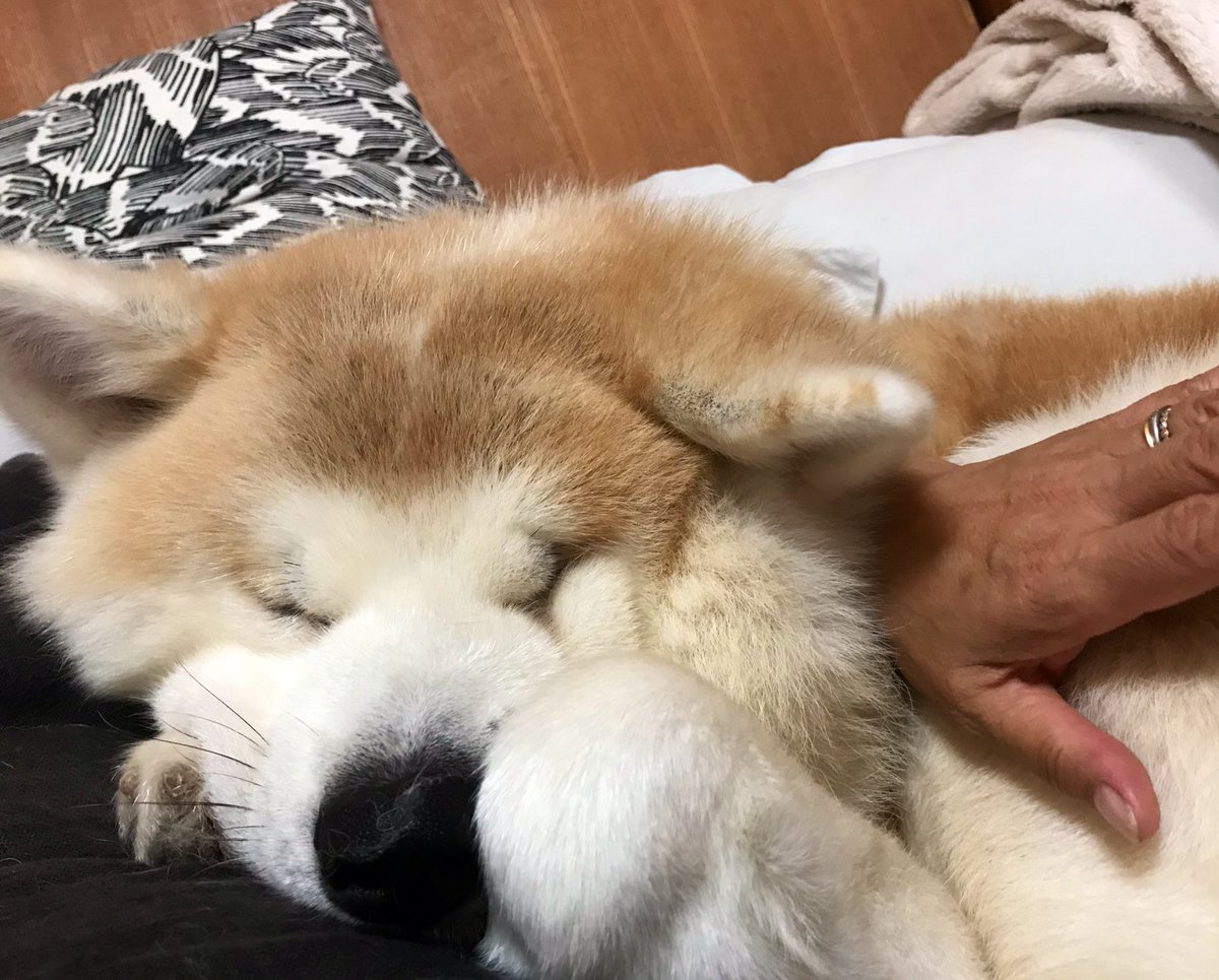 柴犬 秋田犬 はちモナじんくんとポン吉 على تويتر なにげに甘えん坊のじんくん 今日は母さんのお腹の上でねんね中 秋田犬 甘えん坊