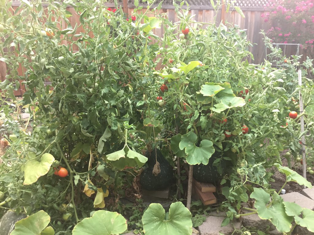 krush1972's tweet photo. This years garden
#retiredlifeisgood https://t.co/YpzympzyLs