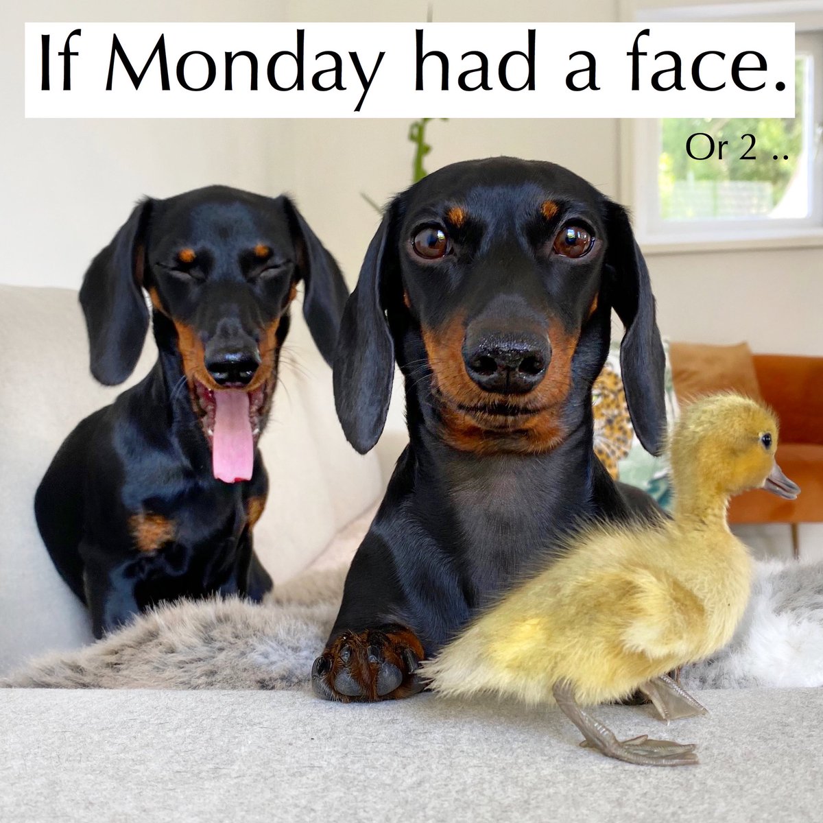 loulouminidachs's tweet photo. Good Morning! Have a great day 💛.

#ifmondayhadaface #loulouminidachshund #minidachshunds https://t.co/wSeHiypPRO
