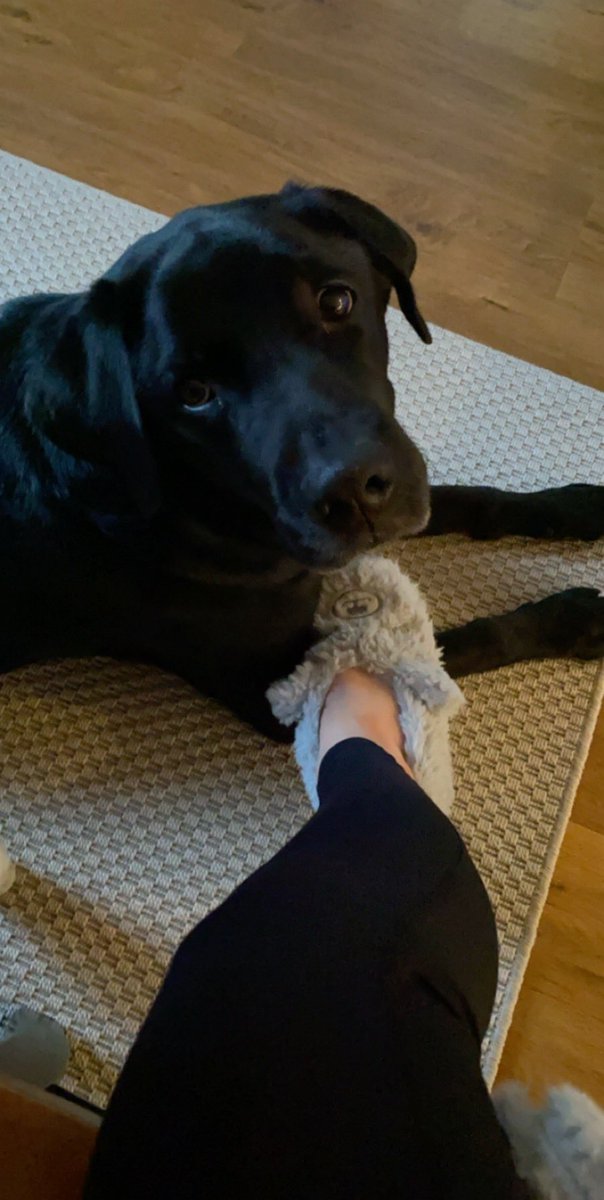 ssaraandersson's tweet photo. @JooosieB Relaterar 🐶 https://t.co/SZbfhLRfdc