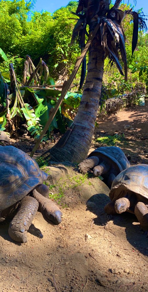 s_jr12's tweet photo. Take a walk with a turtle. And behold the world in pause.
#seychell https://t.co/esXf6VR9rz
