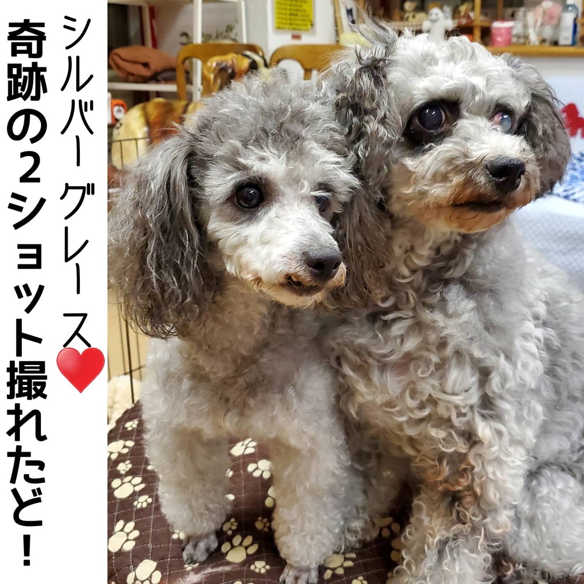 宿世 亮 保護犬カフェ天神橋店シルバートイプーズのヴィオラちゃん てんま君 シルバーのといぷがふたりで寄り添ってるのが可愛すぎる T T 保護犬カフェ天神橋店 里親募集中 トイプードル 犬好きさんと繋がりたい どっぐすたぐらむ Dogstagram 宿世 亮 保護犬カフェ天神橋店シルバートイプーズのヴィオラちゃん てんま君 シルバーのといぷがふたりで寄り添ってるのが可愛すぎる T T 保護犬カフェ天神橋店 里親募集中 トイプードル 犬好きさんと繋がりたい どっぐすたぐらむ Dogstagram