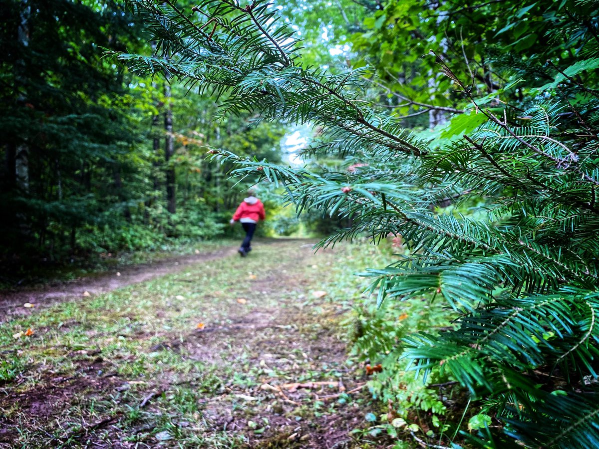 OldDadRevival's tweet photo. It was an overcast and dreary day, but we still made the Hiking Club Trail loop while camping at Moose Lake State Park.

#minnesotastateparks #mooselake #mooselakestatepark #mnhiking #hikingclub #mnstateparks #rvlife https://t.co/8KD6JxF8ZS