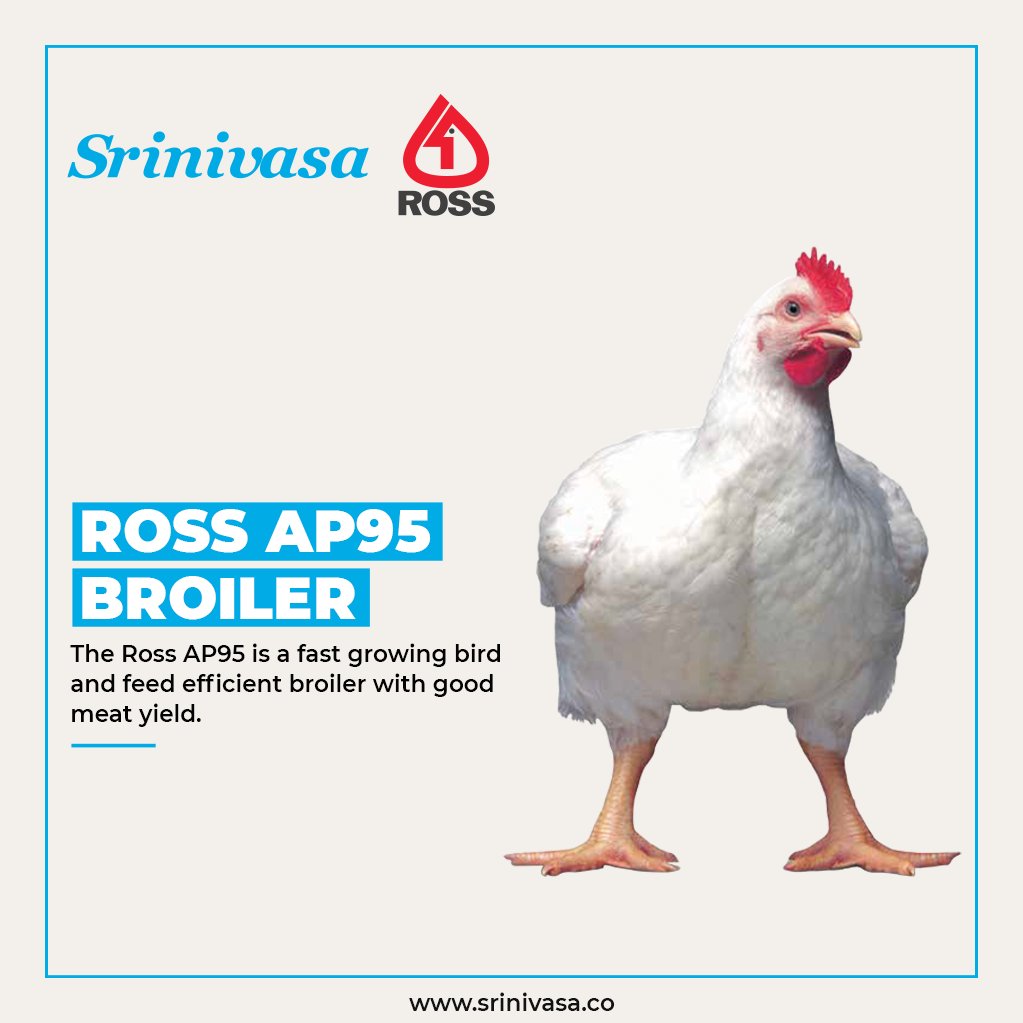 srinivasa_farms's tweet photo. For Sales Contact:
Broiler Chicks - Ms. Gouri Padi, 99087 34872
Broiler Hatching Eggs - Mr. Venkatesh, 70327 00247
#SrinivasaFarms #BroilerChicks #BroilerBreeder #RossAP95 #DayOldChicks #FCR #BodyWeight #GoodMeatYield #FeedEfficientBroiler #FastGrowingBird https://t.co/ZA51NfpgI3