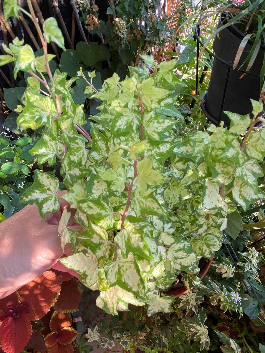 alaindelavie's tweet photo. Nouveau lierre à petites feuilles panachées #balcon #balcon2020
https://t.co/XoFLRafVBm https://t.co/600atIdBAq