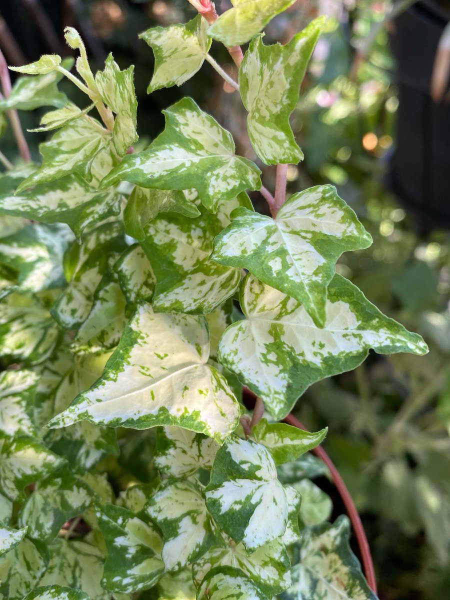 alaindelavie's tweet photo. Nouveau lierre à petites feuilles panachées #balcon #balcon2020
https://t.co/XoFLRafVBm https://t.co/600atIdBAq