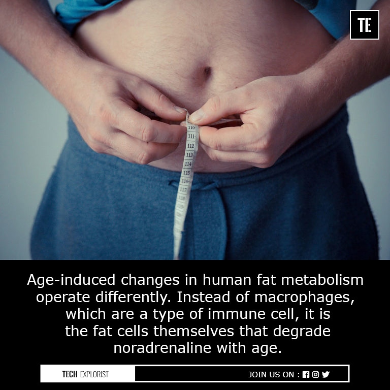 TechExplorist's tweet photo. How human fat cells are affected by age?
#fatcell #metabolism #macrophages #immunecells #noradrenaline #science #techexplorist https://t.co/aqa8Vh4xNu