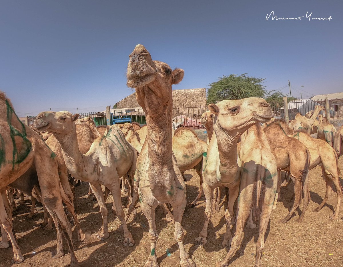 compensées camel
