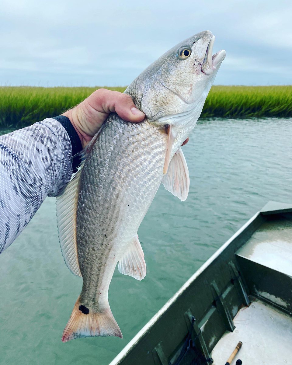 AaronRamus's tweet photo. Trippin’ on odd spots 🎣🤪
-
The 1st has standard tail spots and a single black scale below the 2nd dorsal that also retains bilateral symmetry (4 spots in total), despite a #fishselfie #fail 😂
-
The 2nd is truly ‘odd’…

📸 https://t.co/cyvPXzHXOP via https://t.co/Ar4o8N4HKP https://t.co/Ea6S6EZXoF
