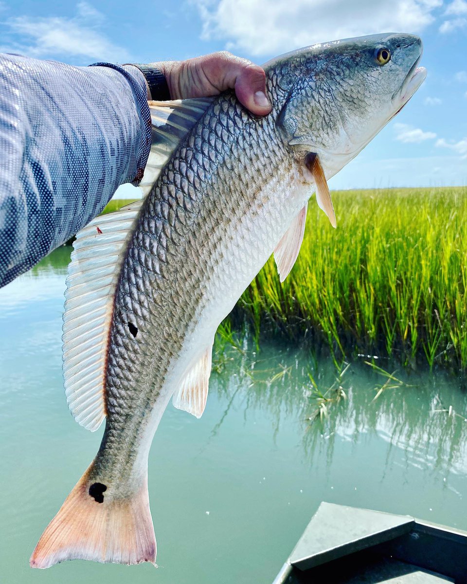 AaronRamus's tweet photo. Trippin’ on odd spots 🎣🤪
-
The 1st has standard tail spots and a single black scale below the 2nd dorsal that also retains bilateral symmetry (4 spots in total), despite a #fishselfie #fail 😂
-
The 2nd is truly ‘odd’…

📸 https://t.co/cyvPXzHXOP via https://t.co/Ar4o8N4HKP https://t.co/Ea6S6EZXoF