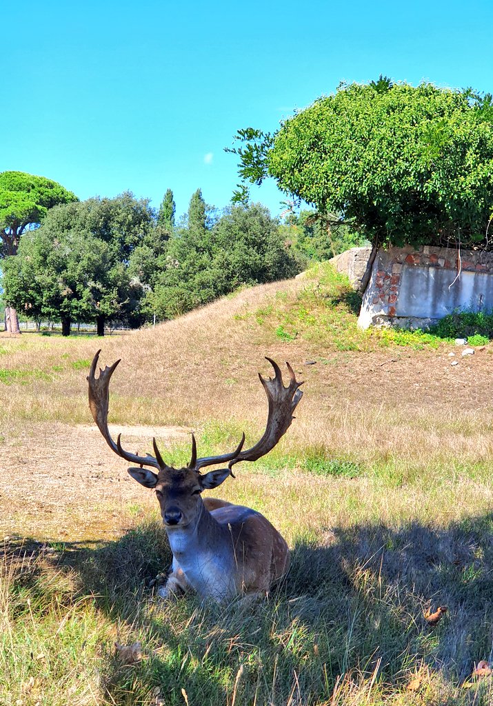 TuscanyAtHeart's tweet photo. Only a few km beyond #LeaningTower: Natural #park of San Rossore - #deer #birdwatching #cycling #walking #wood #pine #trees #water #see #coach #tour #Travel #kids #family #tuscanyatheart feel free to ask Martina for details! #traveltips #vacation #fall #ethical #beauty https://t.co/Czo8rGApLF