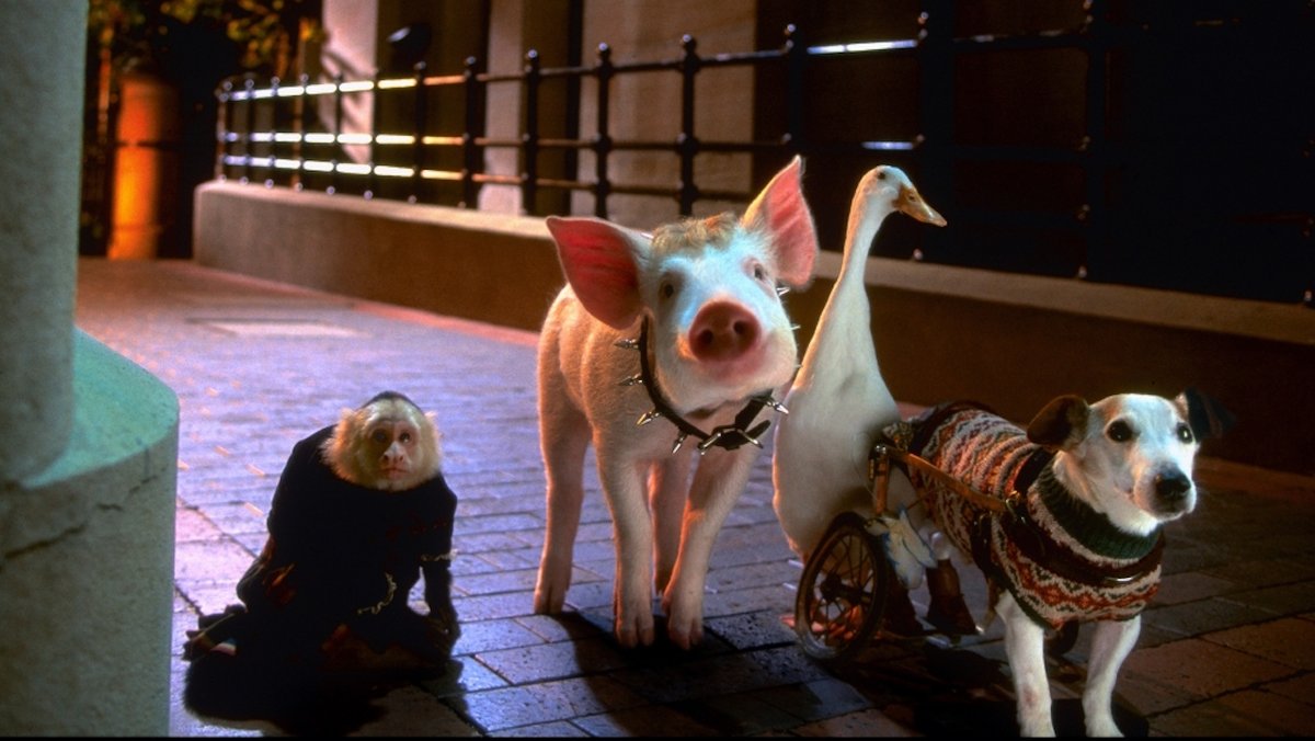 TMRecall's tweet photo. In @TMRecall 38 we watch #BabePigintheCity. We're tramatized as a dog's hung & drowned. Crippled Terriers are killed and teased with the sweet release from their worldly limitations, only to be cruelly pulled back into their wheelchair prison. #babe2
https://t.co/wZDI8OhHd2 https://t.co/CrjuZRcCoU