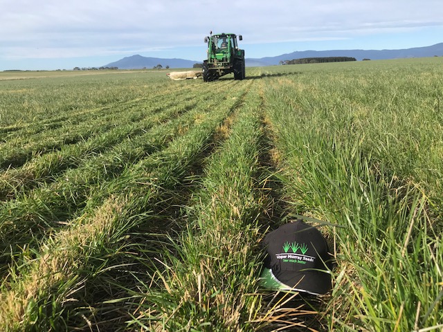 Check out these pics of UMS #CharlemFescue, sent in from our production farm in Tassie. This extremely persistent Mediterranean-type has produced an unbelievable amount of #drymatter over winter to feed cattle. Lock up was 26 Aug, this is the growth in just 16 days!#sowmuchbetter