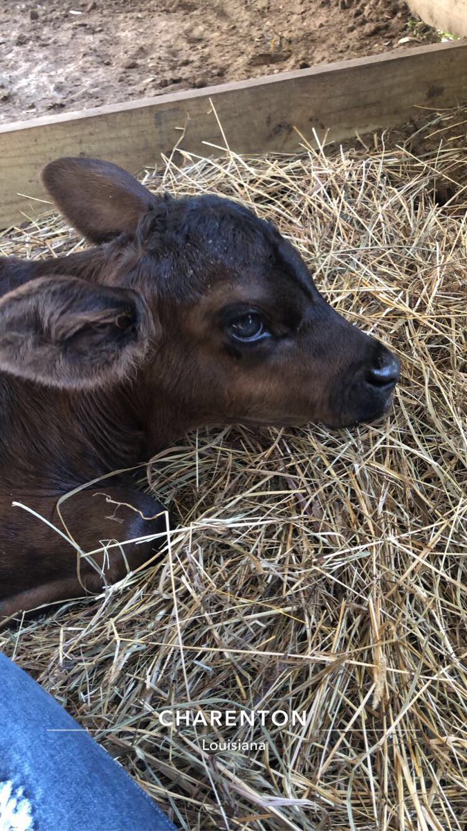Mallory46460736's tweet photo. pros of dating a cowboy is falling in love with the boyfriend and the animals.😍🥺 https://t.co/CIq8AcCJ4M