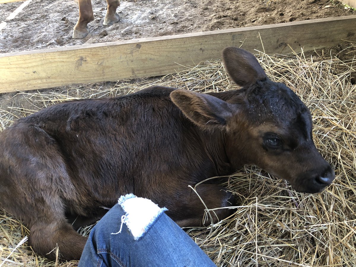 Mallory46460736's tweet photo. pros of dating a cowboy is falling in love with the boyfriend and the animals.😍🥺 https://t.co/CIq8AcCJ4M