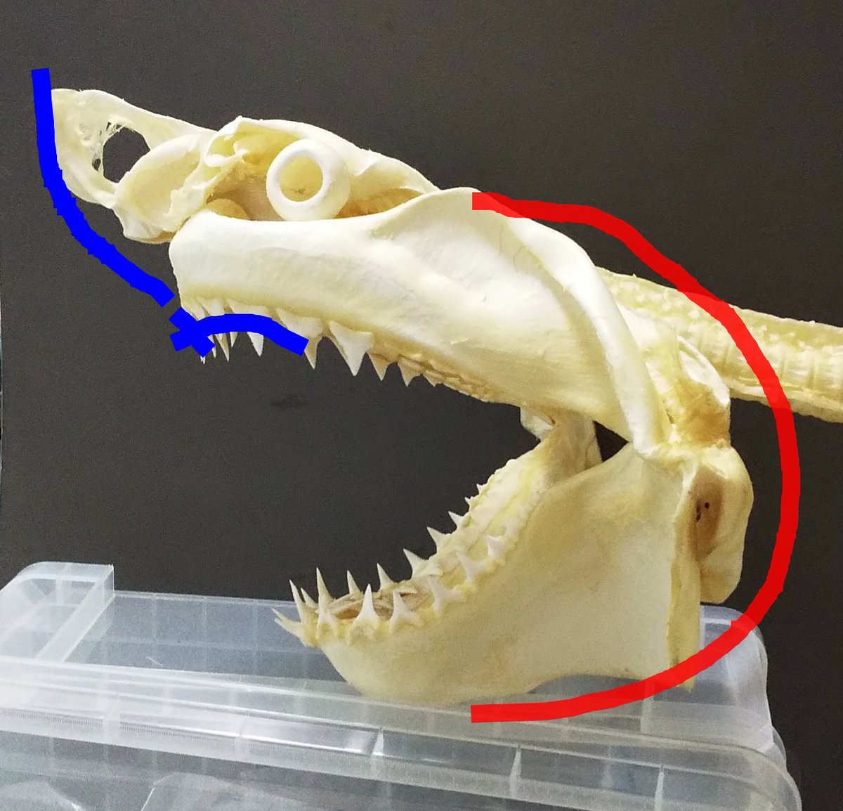 ホホジロザメ ホオジロザメ 鮫 サメ 歯 顎 アゴ 骨格標本 ホホジロザメ ホオジロザメ 鮫 サメ 歯 顎 アゴ 骨格標本 - メルカリ