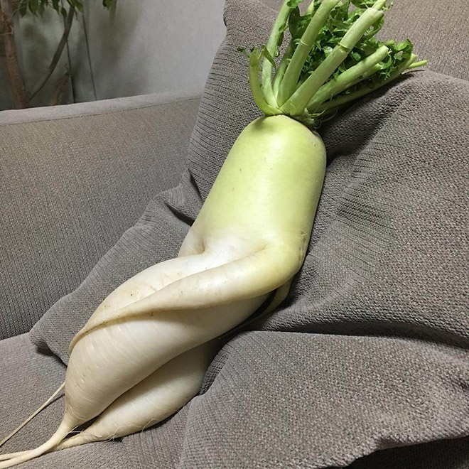 Labanos Plant