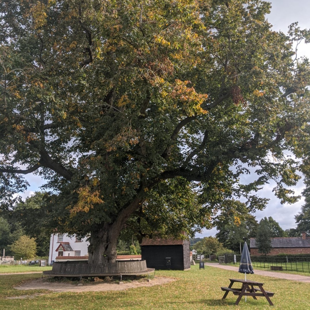 Colours are changing and leaves are falling off our Lyme Tree.

#seasonchange #autumn  #nature #fall #museum