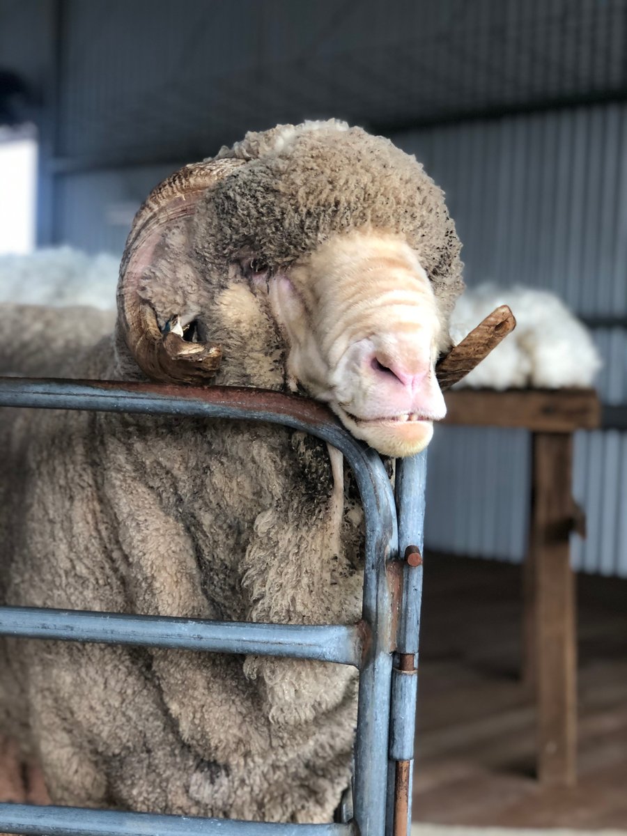 Ensure your rams have water this summer with Farmbot Monitoring Solutions saving of $229.
1X Water Level Monitor
1X Rain Gauge
1X Year's Subscription
Call Farmbot today on 02 9901 4798 OR https://t.co/8PAFnLWQOX
#knowyourwater #summeriscoming #aussiefarmers #merinowool https://t.co/kUTgD2KxoT